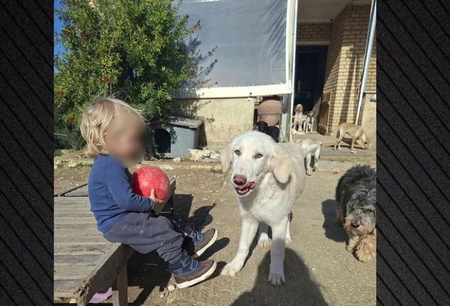 “Qeni u frikësua nga të shtënat e gjuetarëve dhe sulmoi fëmijën tim!”Deklarimi prekës i nënë së 2-vjeçarit shqiptar që e vrau pitbulli