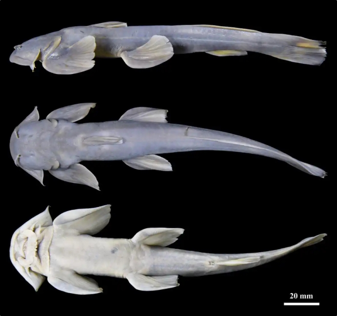 Speciet e reja të peshkut u zbuluan në Xizang të Kinës