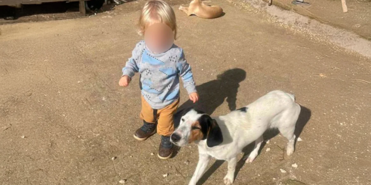 Fëmija u sulmua për vdekje nga pitbulli, i jepet nesër lamtumira e fundit 2- vjeçarit shqiptar