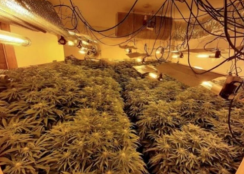 Aksion antidrogë në Lezhë, zbulohet magazina ku kultivohej kanabisi, disa të arrestuar