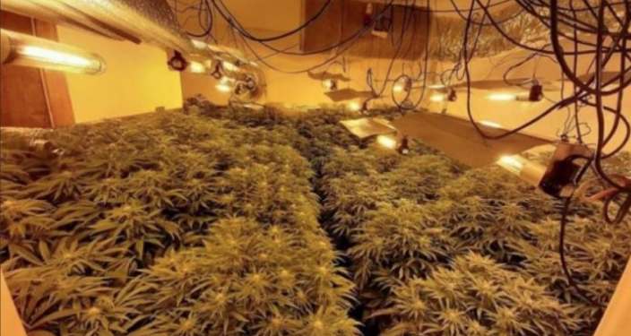 Aksion antidrogë në Lezhë, zbulohet magazina ku kultivohej kanabisi, disa të arrestuar