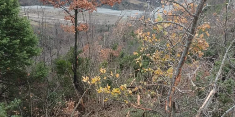 EMRI/Kamioni bie në humnerë në Gramsh, policia jep informacion zyrtar: Viktimë një 43-vjeçare! Dy të plagosur në spital