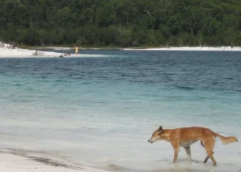 Kishte shkuar të punonte në një ishull / 19-vjeçarja gjendet e vdekur, dyshohet se u sulmua nga…