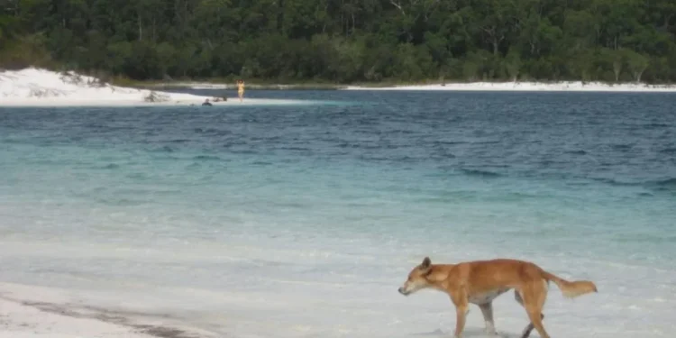 Kishte shkuar të punonte në një ishull / 19-vjeçarja gjendet e vdekur, dyshohet se u sulmua nga…