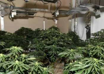 Tjetër “shtëpi bari” në Sarandë/ Apartamenti në një pallat ishte përshtatur për kultivimin e kanabisi
