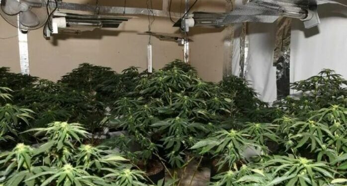 Tjetër “shtëpi bari” në Sarandë/ Apartamenti në një pallat ishte përshtatur për kultivimin e kanabisi