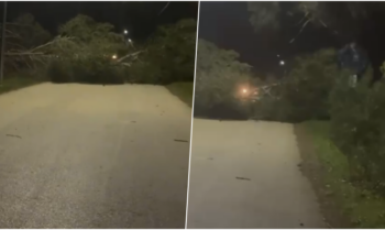 Era e fortë rrëzon pishat në rrugën Vlorë-Zvërnec, bllokohet qarkullimi për automjetet, ndërhyjnë forcat zjarrfikëse