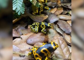 ‘Epipedobates tricolor’, bretkosa braziliane që përmban helmin me të cilin u vra lideri i opozitës ruse