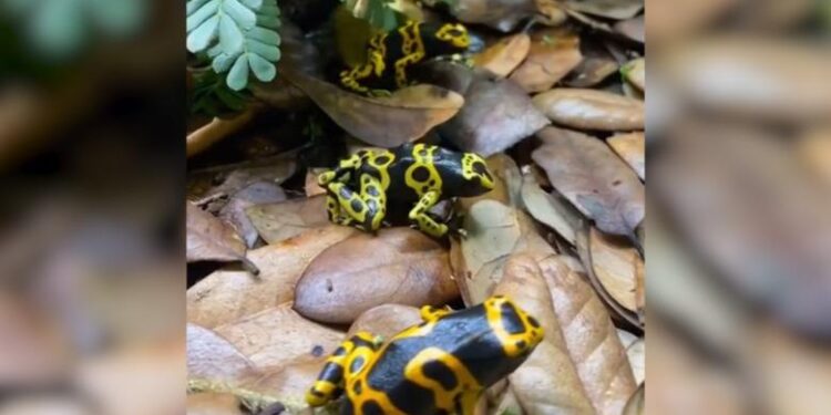 ‘Epipedobates tricolor’, bretkosa braziliane që përmban helmin me të cilin u vra lideri i opozitës ruse