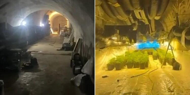 Shkodër/ Zbulohen 670 bimë kanabisi në një tunel, 3 në pranga dhe 3 në hetim(EMRAT)