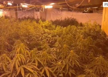 Kanabisi i fshehur në magazinën në Peqin, arrestohet një person, shpallen në kërkim katër të tjerë, mes tyre vëllai i Bilal Hasës