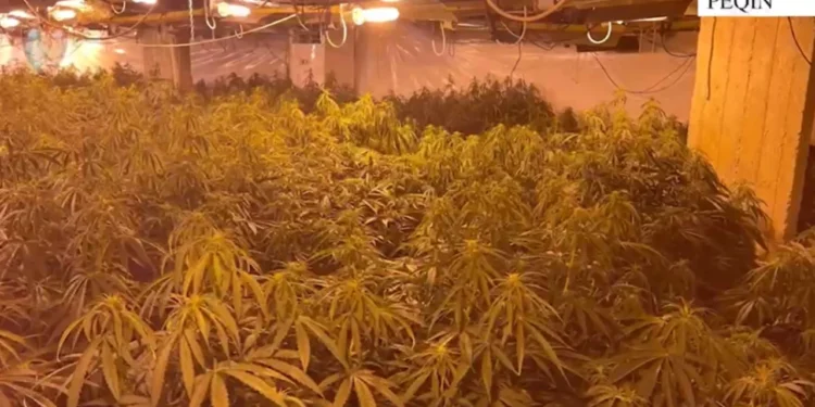 Kanabisi i fshehur në magazinën në Peqin, arrestohet një person, shpallen në kërkim katër të tjerë, mes tyre vëllai i Bilal Hasës