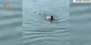 Tentoi të vetëmbytej në lumin Buna, forcat e policisë nxjerrin nga uji 59-vjeçaren në gjendje të rëndë