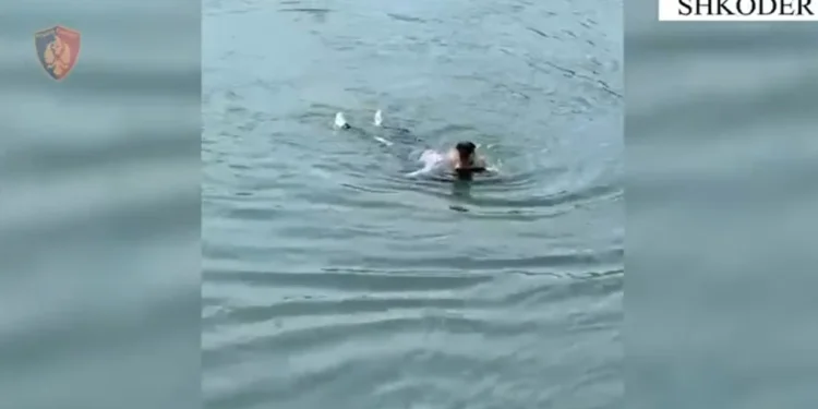 Tentoi të vetëmbytej në lumin Buna, forcat e policisë nxjerrin nga uji 59-vjeçaren në gjendje të rëndë