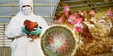 Gripi i shpendëve/ Shfaqet në Itali rasti i parë te njeriu në kontinentin evropian, ja gjendja e tij