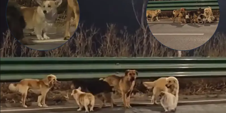 Historia që po çmend botën/ 7 qen arratisen nga kamioni i thertores në Kinë dhe ecin 17 km për t’u kthyer në shtëpi