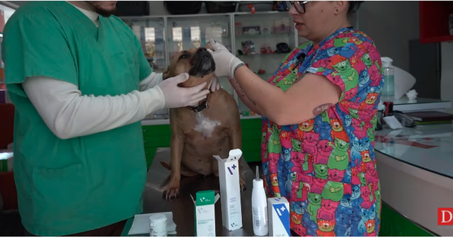 Kujdes gjatë shëtitjeve me qenin, veterinerët: Pronari i kafshës të sigurohet që t’i vendos maskën