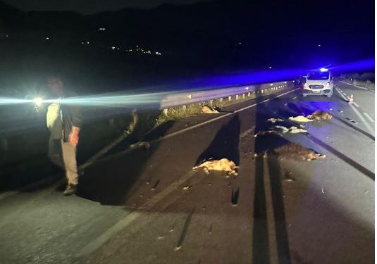 Makina merr përpara dhitë në Orikum-Vlorë, ngordhin 10 bagëti