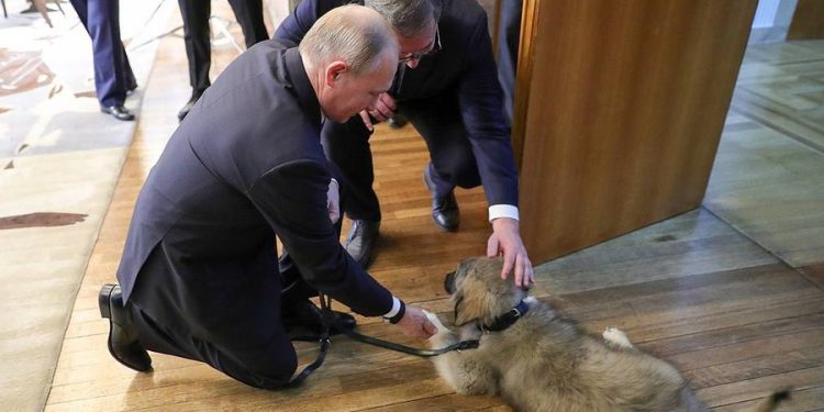 Skenari “Medvedev-Putin” në Beograd: Manovrat e Vuçiç-it për të mbajtur pushtetin