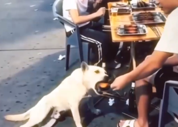 Qeni “aktor” bëhet viral: A po marrin edhe kafshët veset e njerëzve?