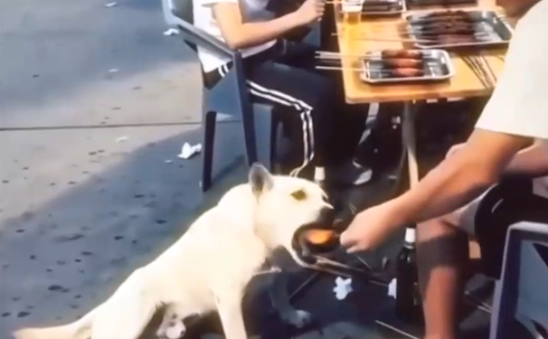 Qeni “aktor” bëhet viral: A po marrin edhe kafshët veset e njerëzve?