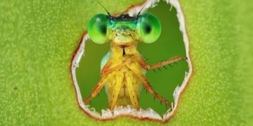 Pilivesa që sheh përmes gjethes shpallet imazhi më i mirë i biodiversitetit
