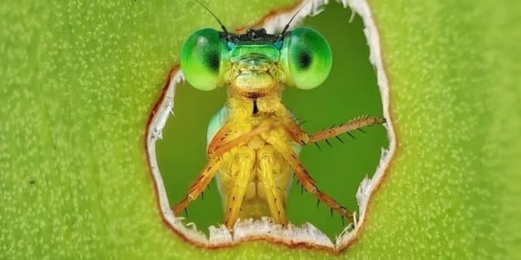 Pilivesa që sheh përmes gjethes shpallet imazhi më i mirë i biodiversitetit