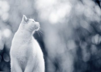 Eklipsi diellor i 12 gushtit: Çfarë shohin në të vërtetë qentë dhe macet?