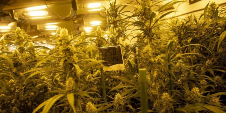 Ktheu magazinën në ‘shtëpi bari”, arrestohet shqiptari në Itali! Zbulohet plantacioni me mbi 1200 bimë kanabisi, vlera 1 milionë euro